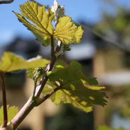 Penzion Wein- Und Gaestehaus Lentes 3*