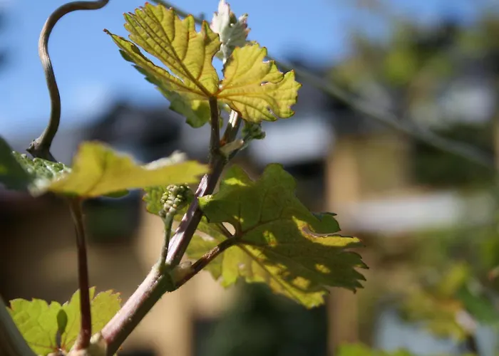 Guest house Wein- Und Gaestehaus Lentes 3*
